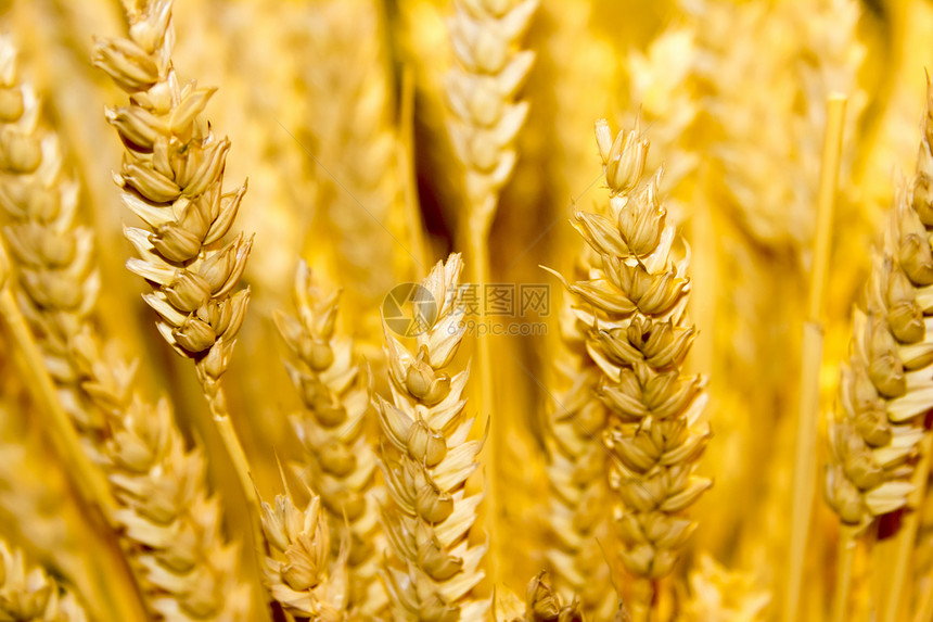 谷麦耳背景稻草小麦面包生长核心农村耳朵季节收成粮食图片