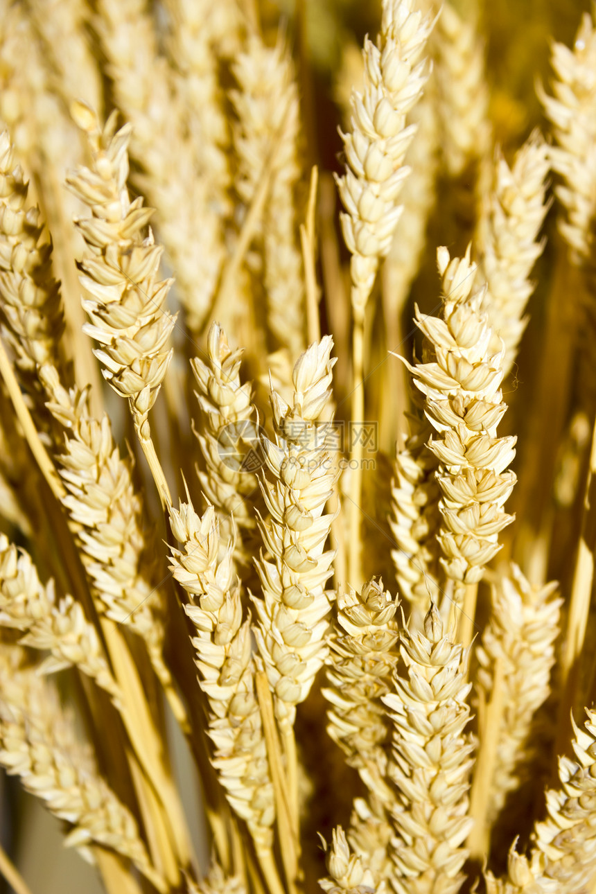 谷麦耳背景国家玉米培育食物粮食耳朵稻草小麦场地农场图片