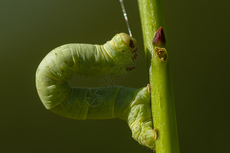 尺蠖科绿地马特里达毛毛虫鳞翅目蠕虫毛虫绿色前脚植物昆虫活套模仿蝴蝶背景