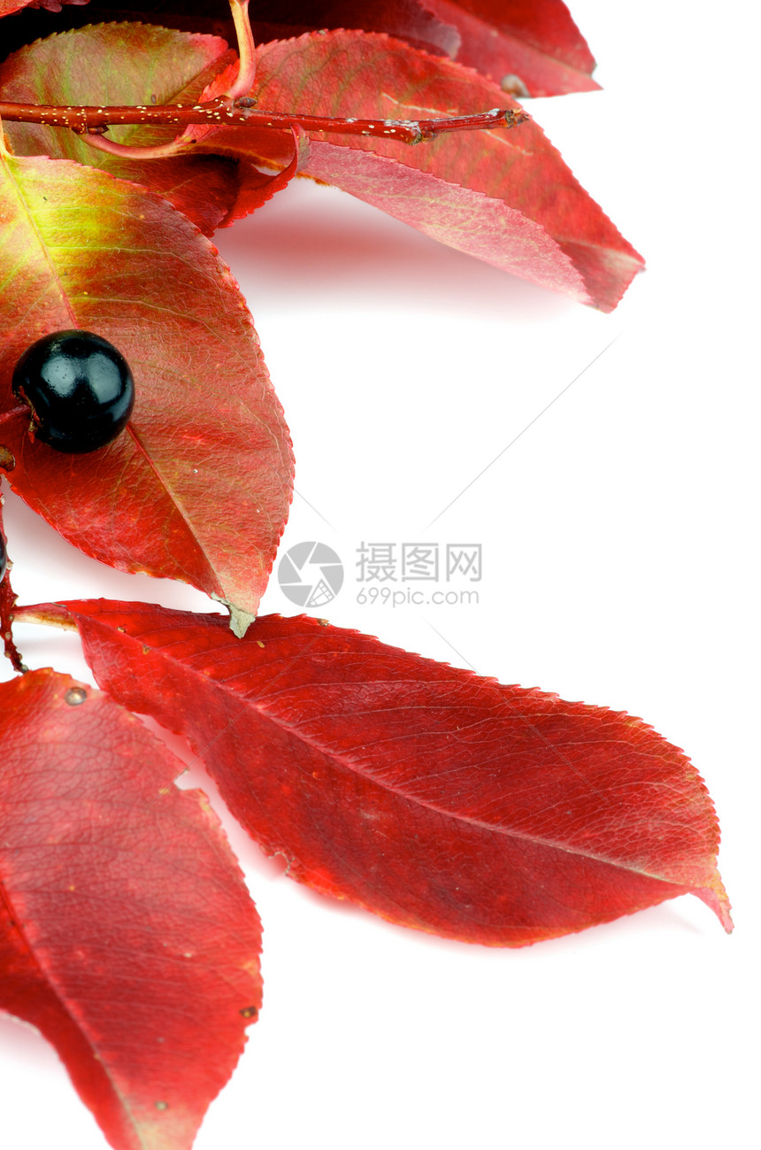 秋叶叶橙子红色植物学活力季节性黑色黄色植物白色叶子图片