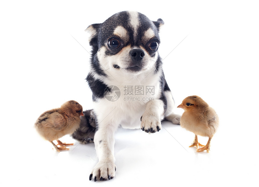 吉娃娃和小鸡白色宠物小狗动物黑色工作室婴儿犬类伴侣图片