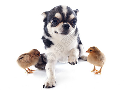 鸡娃吉娃娃和小鸡白色宠物小狗动物黑色工作室婴儿犬类伴侣背景