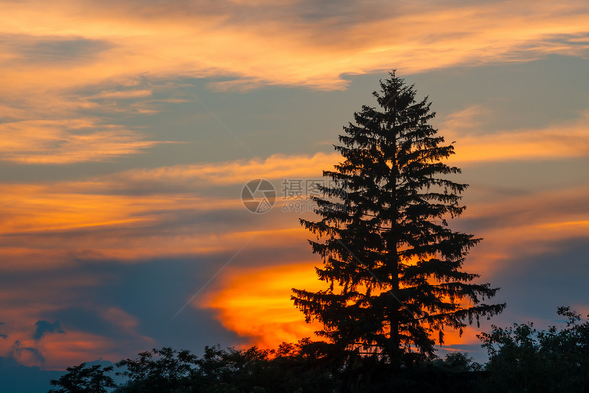 夕阳下的云杉剪影太阳生态天空木头地球射线公园场景日落树木图片