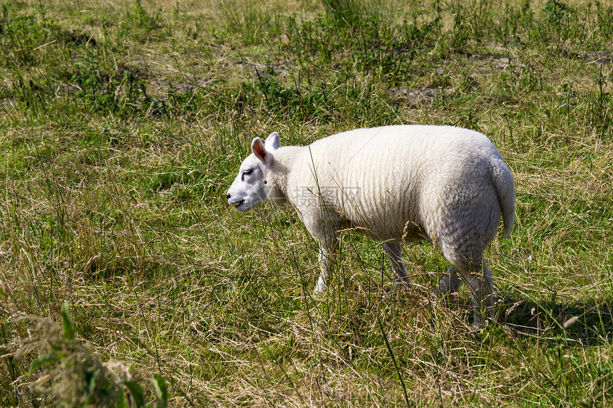 荷兰码头的牧羊人海浪白色栅栏羊毛绿色图片