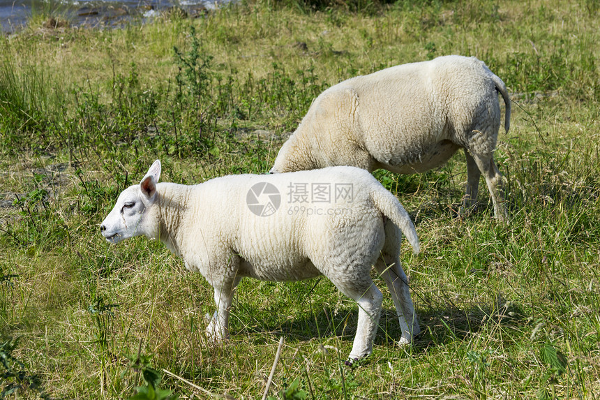 荷兰码头的牧羊人栅栏羊毛白色绿色海浪图片