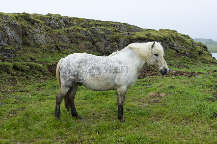 美丽的冰岛马匹野生动物国家速度骑术场地太阳天空板栗草地小马图片