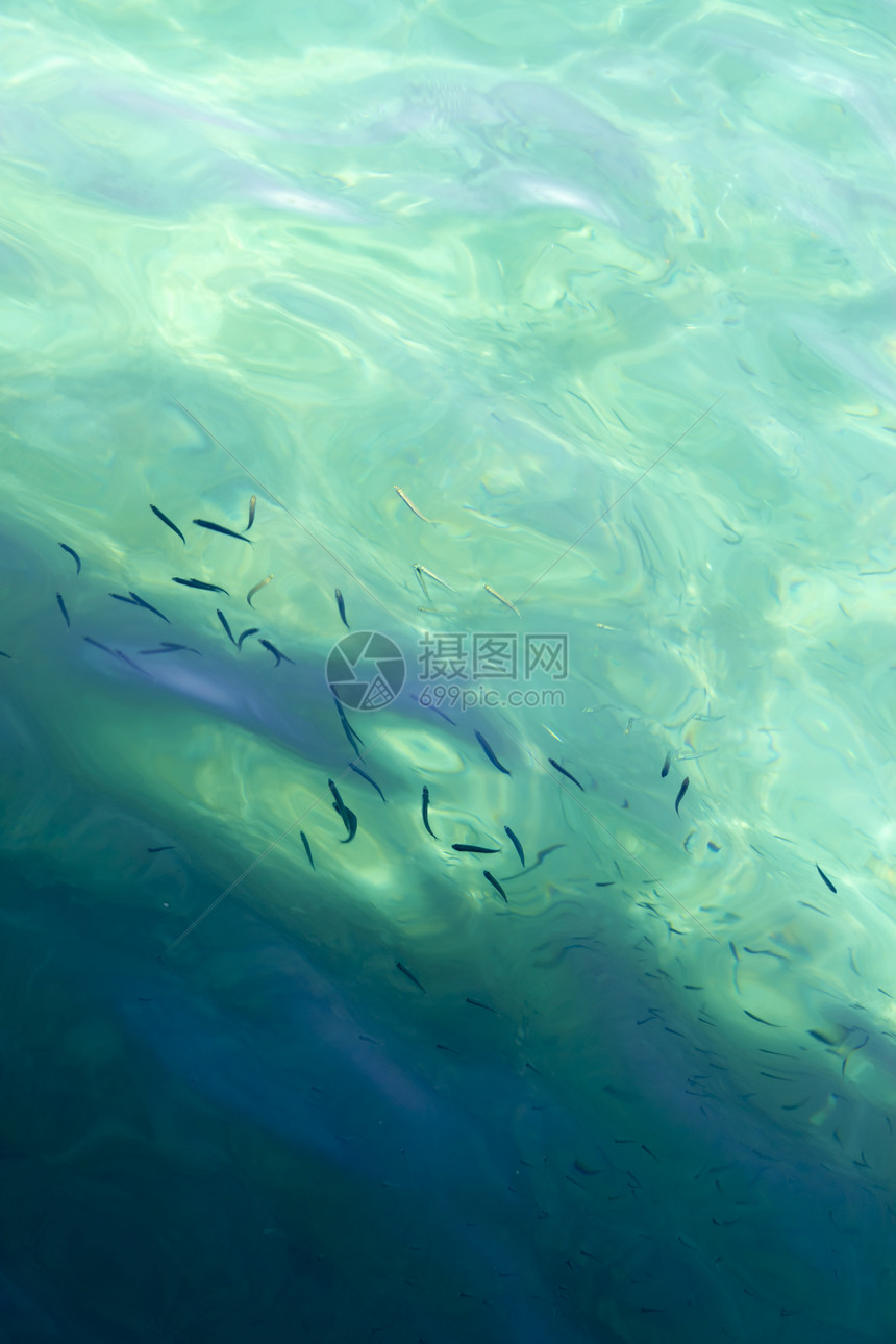 在阿苏尔海游泳的鱼图片