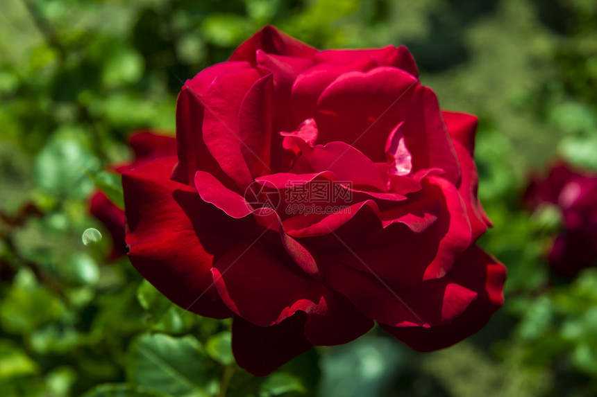 红玫瑰季节玫瑰花园美丽婚礼香味花瓣活力公园生长图片