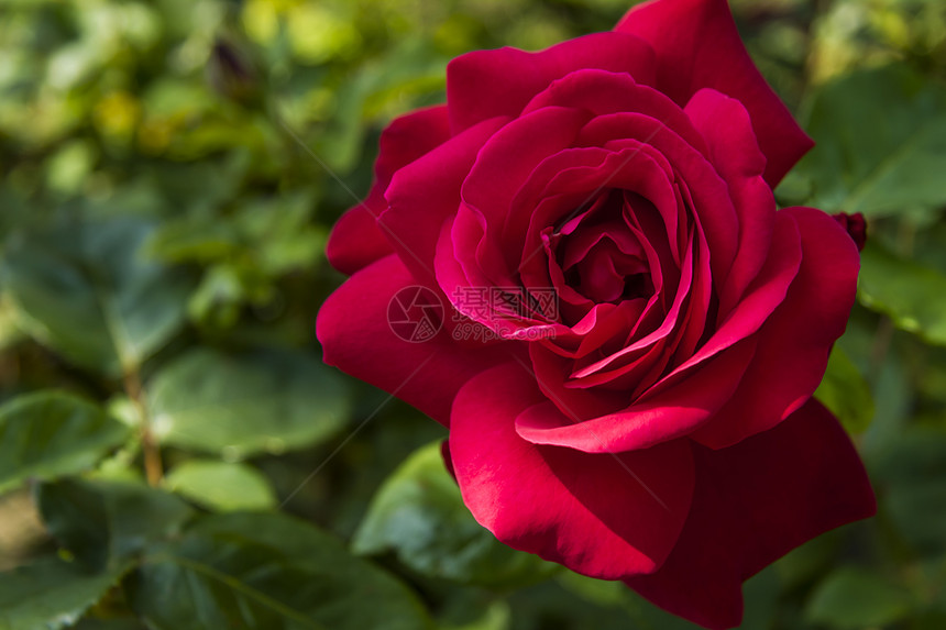 红玫瑰公园活力香味绿色植物生长红色花园花瓣季节图片