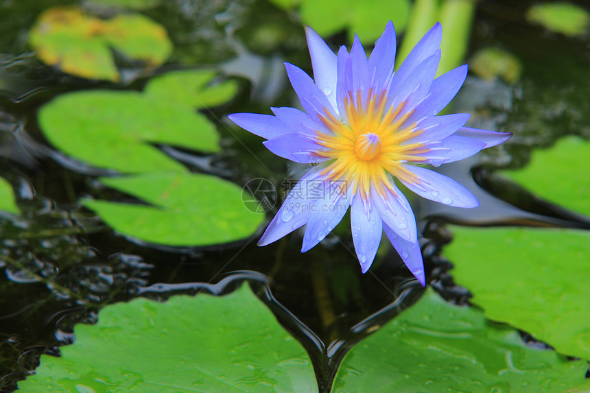 紫莲花百合花卉环境热带宏观花头池塘图案漂浮自然图片