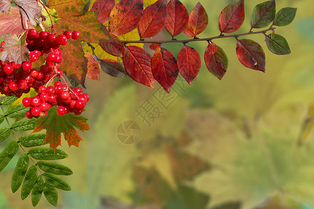 秋季背景红色墙纸植物群季节公园黄色木头环境山灰叶子背景图片