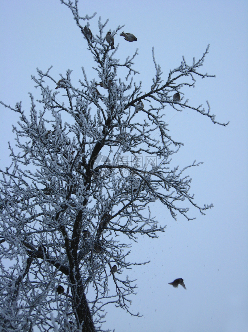 树上满是麻雀的羊群空气木头阴影蓝色航班痕迹生活季节雪堆天堂图片