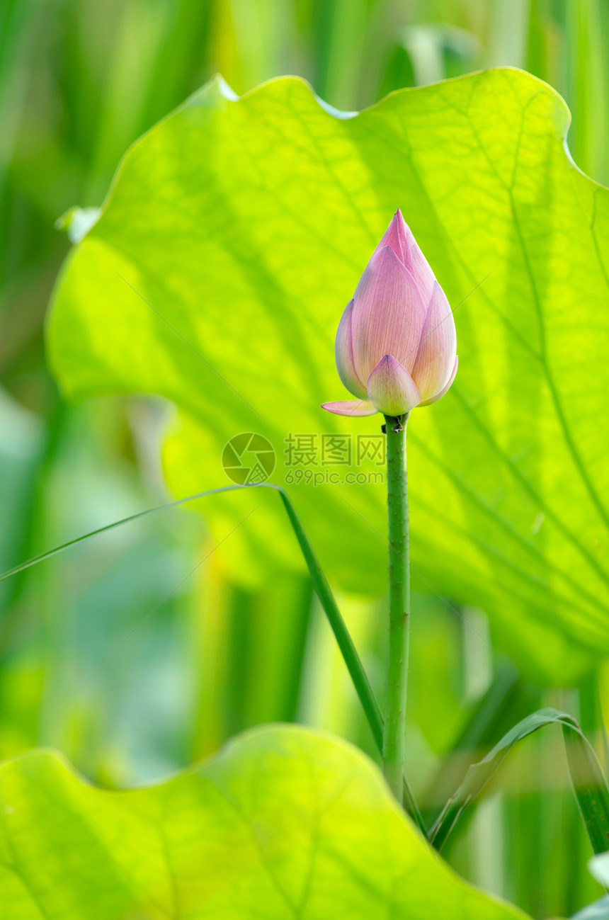 莲花热带植物精神农场场地花园美丽叶子树叶植物群图片