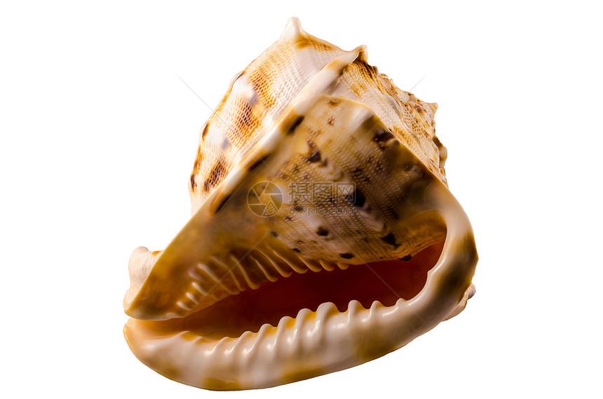大贝壳海洋螺旋橙子生物热带纪念品海滩假期贝类动物图片
