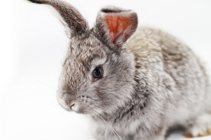 灰兔荒野动物耳朵哺乳动物宏观乐趣宠物农业白色野兔图片