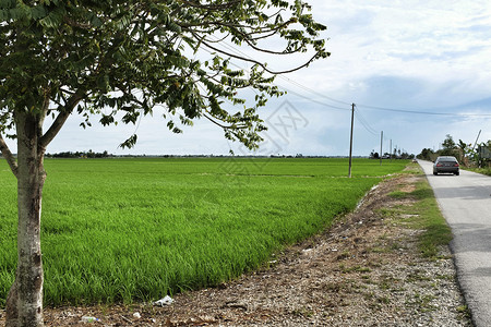 塞金昌的稻田场地旅行农业乡村海岸高清图片