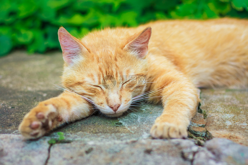年轻红猫睡觉橙子睡眠红色草地灰色绿色毛皮石头晶须动物图片