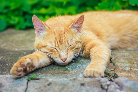 年轻红猫睡觉橙子睡眠红色草地灰色绿色毛皮石头晶须动物背景图片