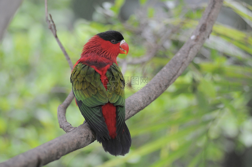 一个彩色很深的鹦鹉动物园红色羽毛白色热带黄色情调动物鸟类荒野图片