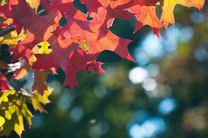 秋余假植物群公园太阳植物学叶子活力红色黄色森林季节图片