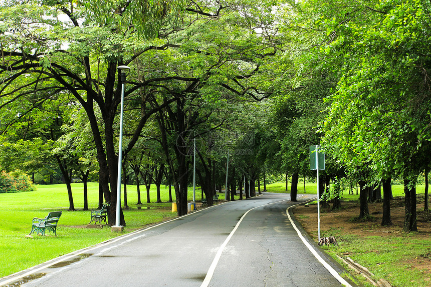 绿色城市公园街道小路草地植物绿色树木城市公园风景人行道图片