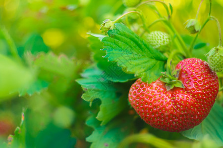 她的植物上有一棵大草莓宏观浆果植物学叶子生长食物照片花园红色水果背景图片