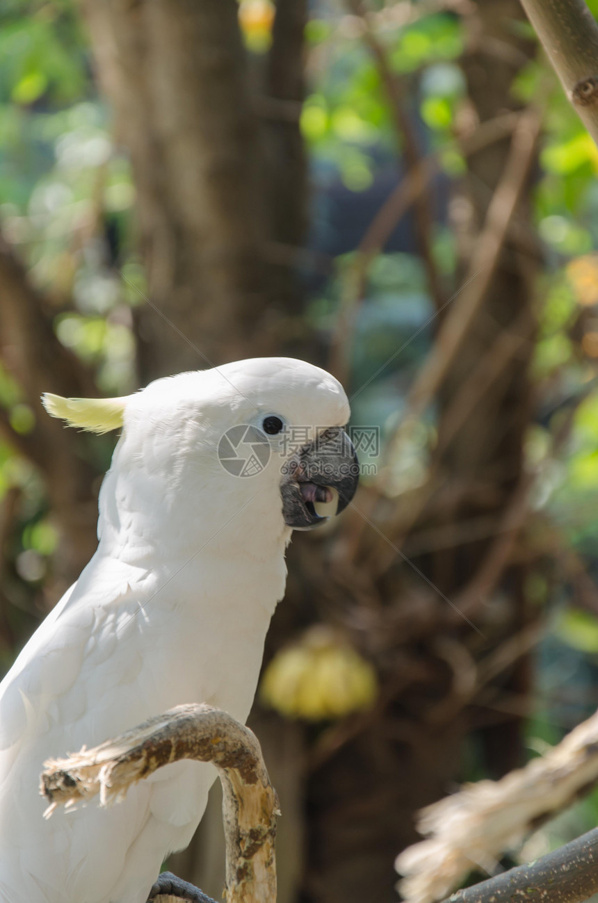 鹦鹉热带宠物旅行金刚鹦鹉羽毛绿色黄色水平鸟类动物园图片