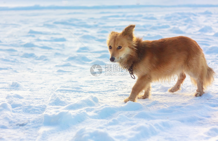 的肖像流浪悲伤犬类孤独街道白色宠物寂寞褐色地面图片