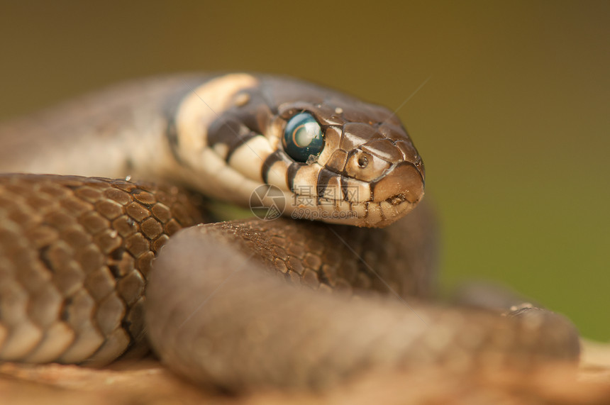 草蛇蛇科野生动物宏观栖息地打猎嘶嘶动物荒野危险摄影术图片