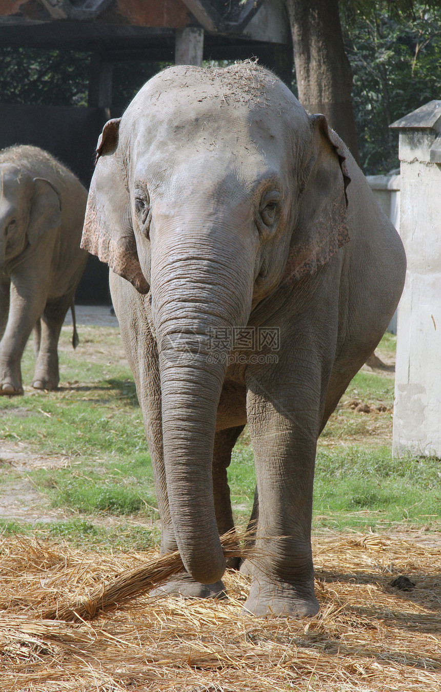亚洲大象荒野力量动物皮肤鼻子哺乳动物婴儿动物园树干环境图片