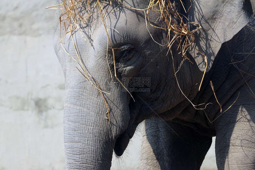亚洲大象动物热带鼻子荒野树干皮肤丛林环境力量野生动物图片