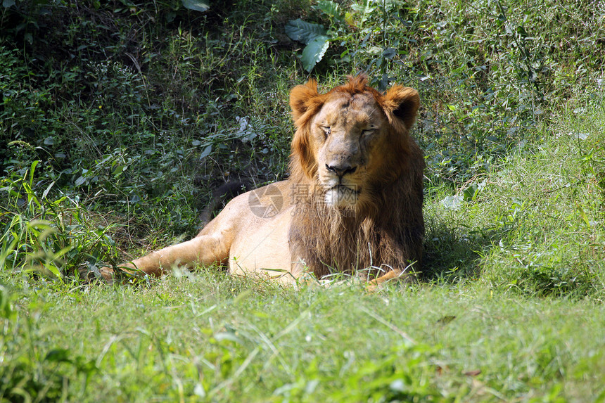 狮子食肉哺乳动物大猫野生动物野猫力量荒野捕食者活力动物图片