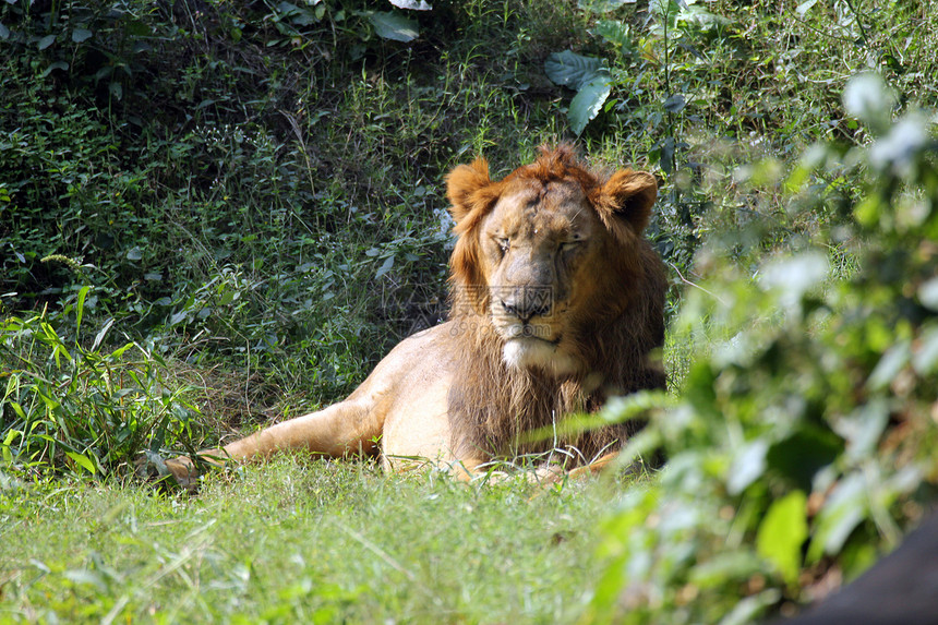 狮子力量活力捕食者大猫荒野动物食肉野生动物野猫哺乳动物图片