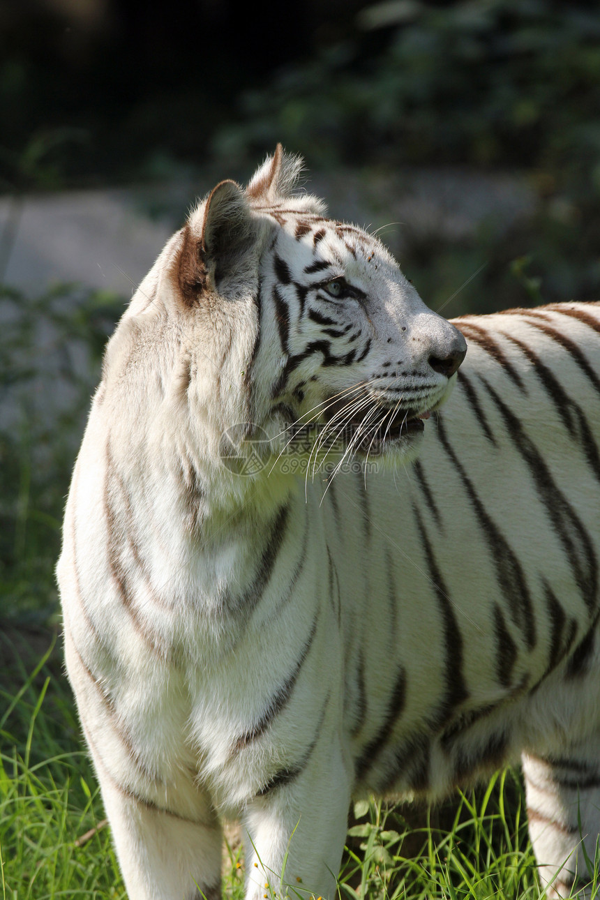 白鸟虎毛皮胡须危险注意力鼻子哺乳动物耳朵动物园活力力量图片