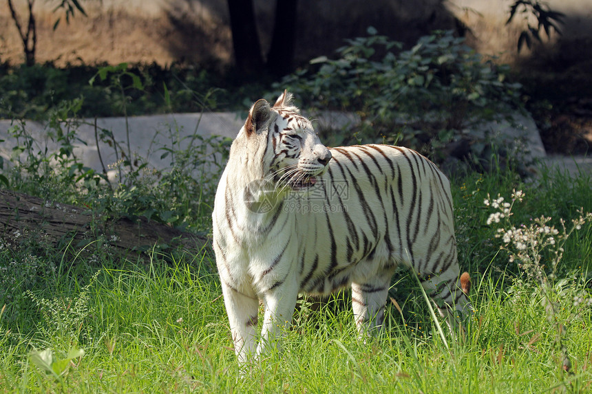 白孟加拉虎动物园毛皮哺乳动物耳朵鼻孔鼻子捕食者蓝色胡须动物图片