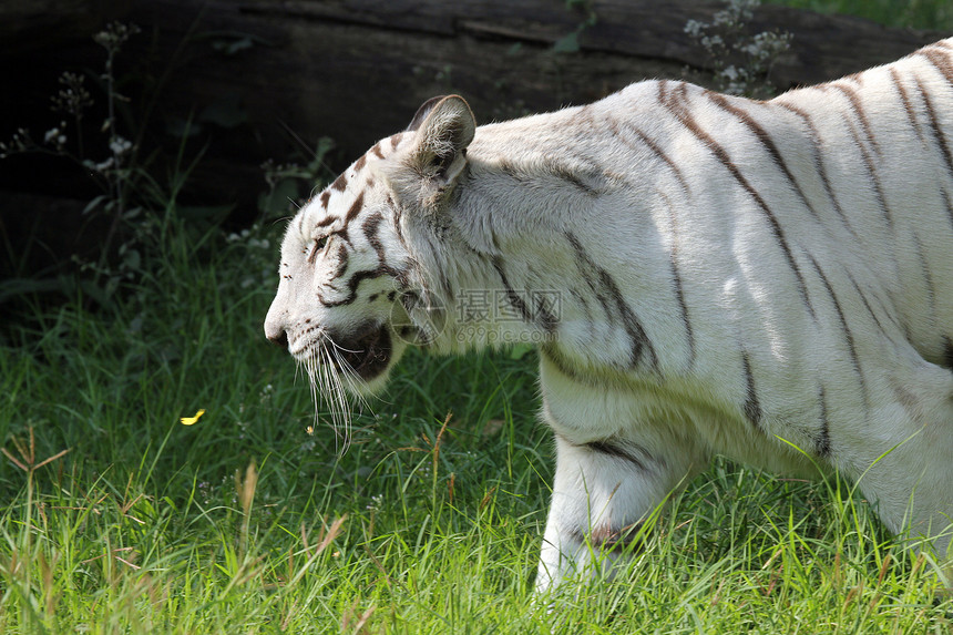 白孟加拉虎捕食者危险力量荒野耳朵鼻子毛皮蓝色动物眼睛图片