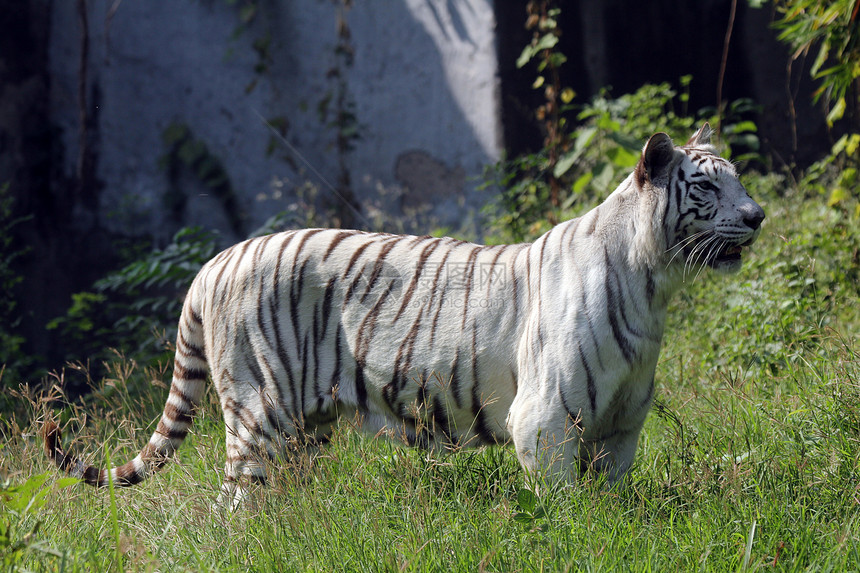 白孟加拉虎危险耳朵鼻子蓝色力量鼻孔注意力动物园荒野活力图片