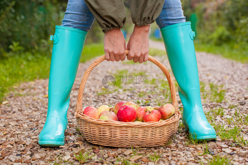 握着篮子的手贴紧 对年轻女孩用黄色 红苹果和橡皮靴套在篮子上女性采摘叶子蔬菜水果果园园丁女士草本植物农业图片