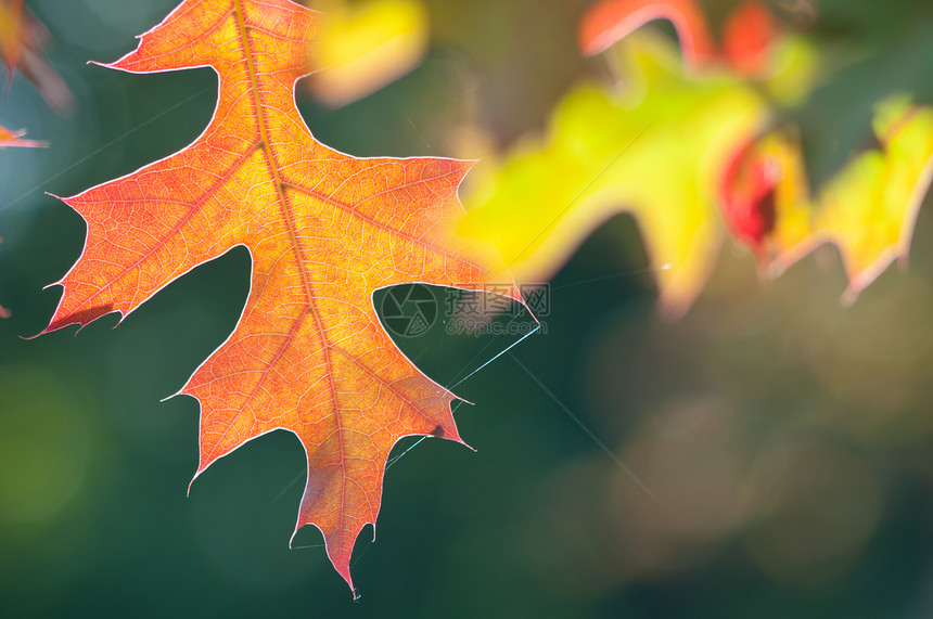 秋余假公园植物红色太阳森林季节植物群季节性黄色叶子图片
