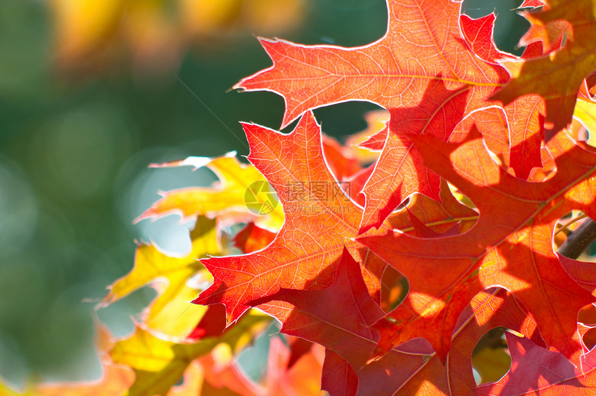 秋余假红色太阳森林宏观墙纸橙子季节季节性植物学植物图片