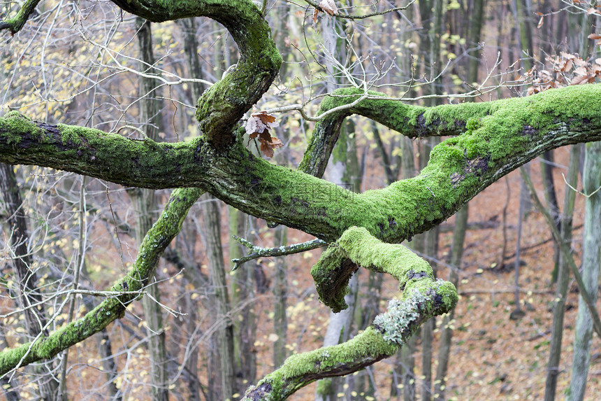 树枝上盖有苔森林植物树木图片