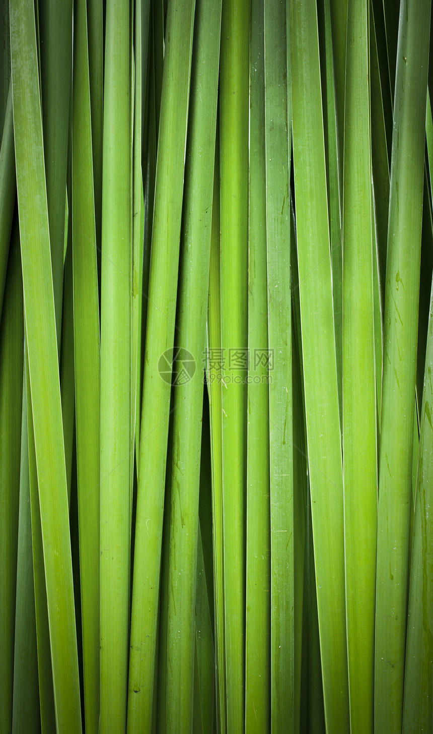 Papyrus 抽象背景绿叶季节花园生长植物环境宏观生活线条叶子热带图片