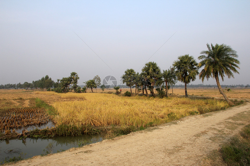 印度西孟加拉的稻田场地刀片草地阳光季节谷物叶子食物种子收成图片