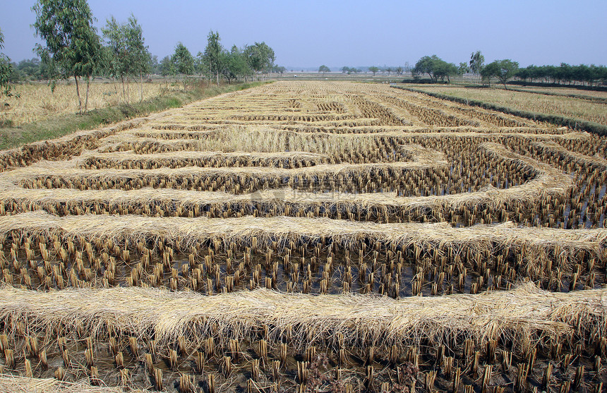 收获刚开始的稻田农场种植园栽培稻草收成热带食物生产风光大麦图片