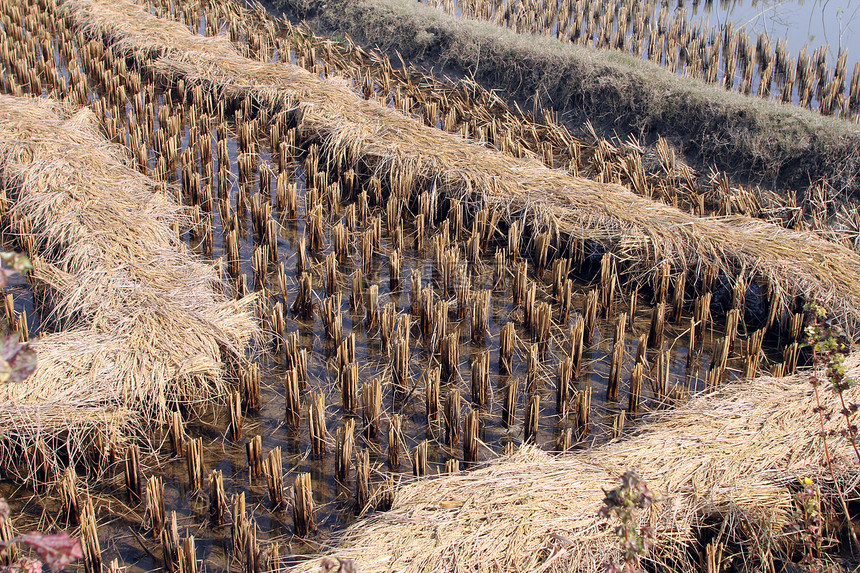 收获刚开始的稻田大麦土地食物自然农民稻草文化培育农村植物图片