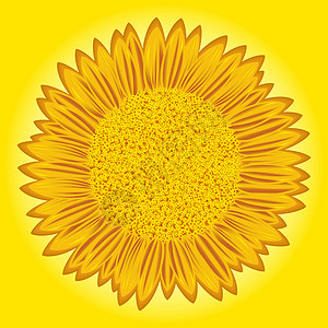 籽黄色向日葵背景设计图片