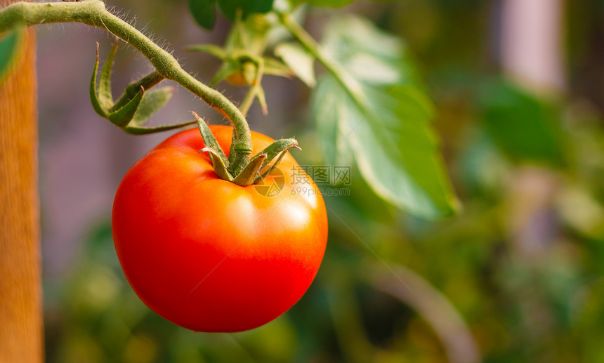 新鲜红番茄食物红色园艺营养品蔬菜店铺摊位营养素生长植物图片