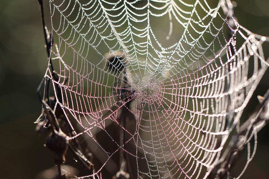 带滴子的蜘蛛网热带眼睛猎人动物学荒野花园昆虫捕食者动物群跳跃图片