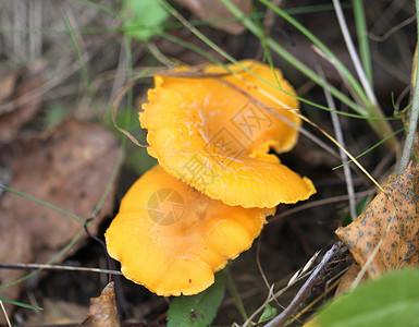 甜食高歌蘑菇背景图片