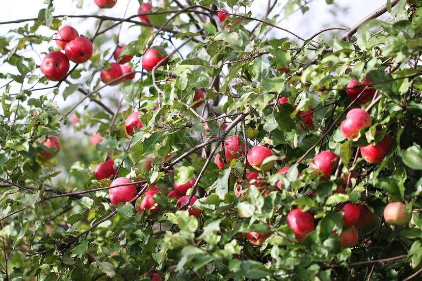 许多苹果挂在树枝上图片